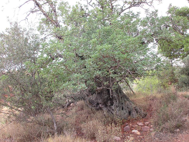 14463084_1125911734152113_5354277015421684243_n